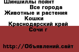 Шиншиллы пойнт ns1133,ny1133. - Все города Животные и растения » Кошки   . Краснодарский край,Сочи г.